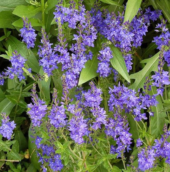 Blütenstand mit Ehrenpreis im Garten