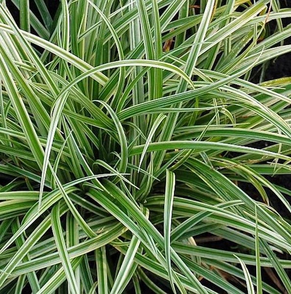 Ziergras mit grün-weißen Blättern