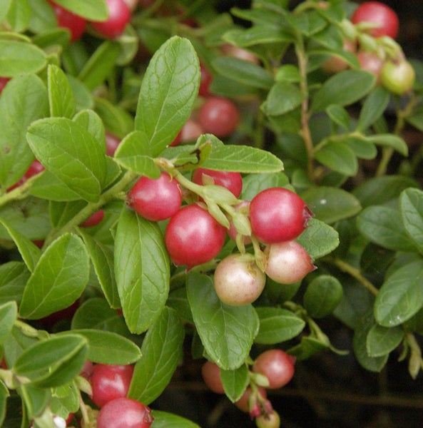 Preiselbeeren Pflanze mit grünen Blättern und roten Früchten