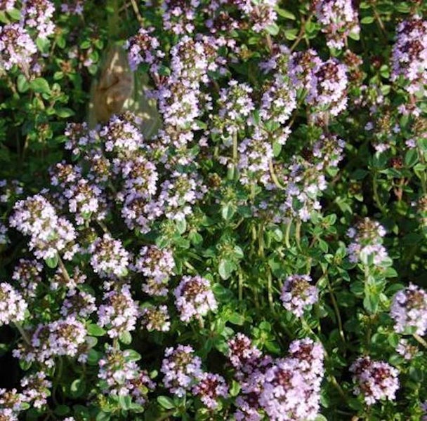 Blühender Thymian im Detail