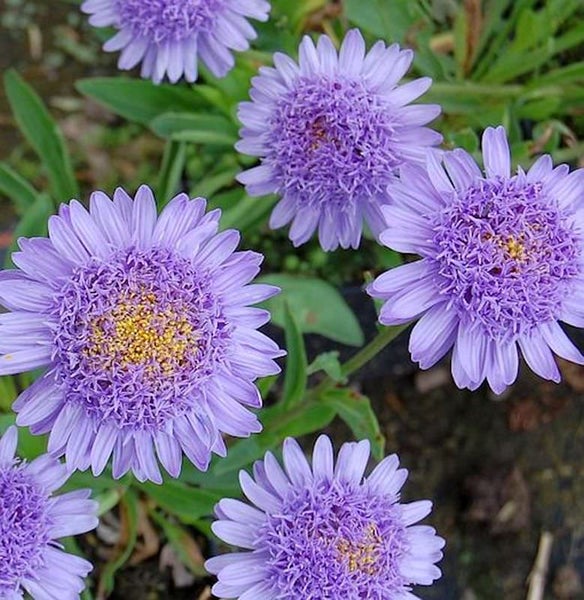 Nahaufnahme von Tataren-Aster-Blüten