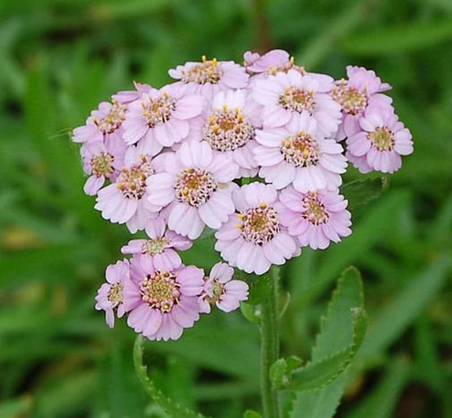 Nahaufnahme einer Schafgarbenblüte