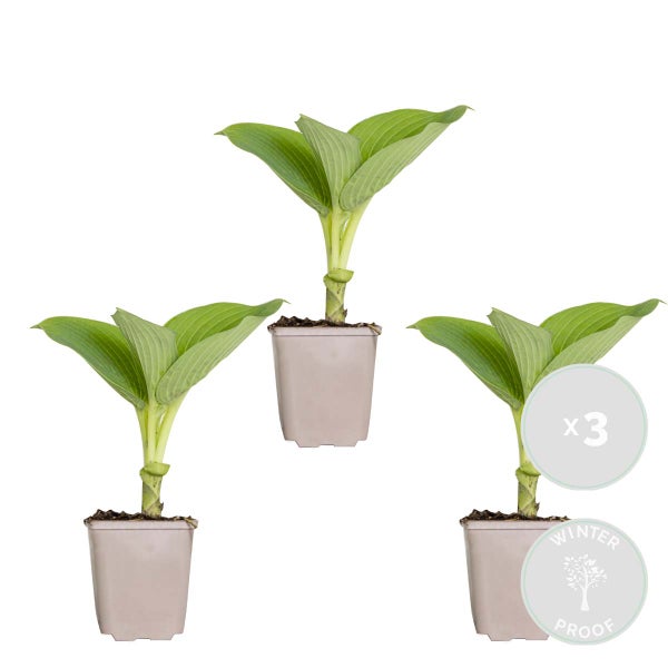 Bloomique - 3er-Set - Hosta Sieboldiana Elegans - Funkie - Gartenpflanzen - Winterhart - Tierfreundlich - Höhe 10-20 cm - Topf 9x9 cm