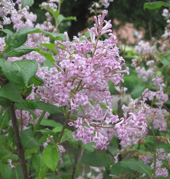 Nahaufnahme einer blühenden Zwergfliederpflanze