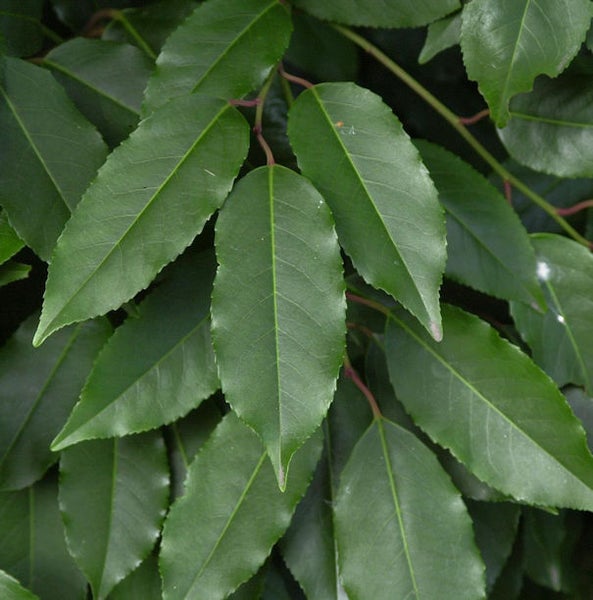 Nahaufnahme von Lorbeerblatt-Blättern