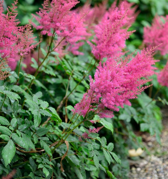 Astilbe mit filigranen, gefiederten Blättern und leuchtend rosafarbenen Blütenständen