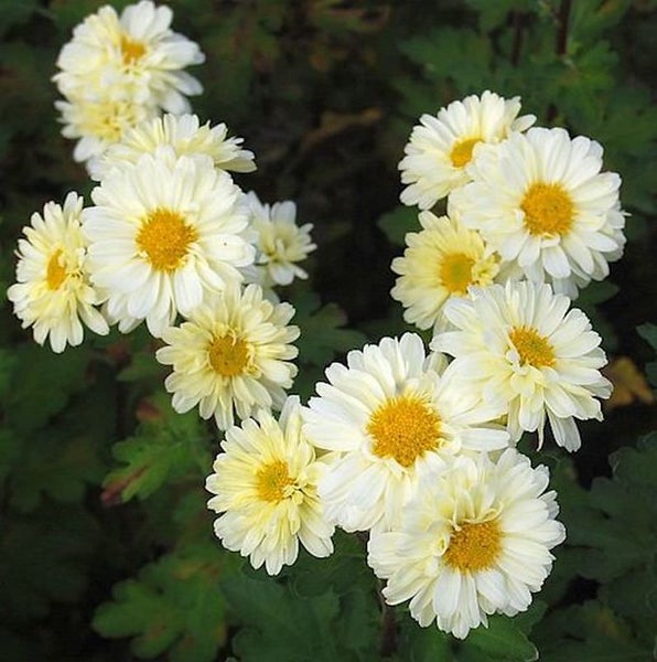 Nahaufnahme von Chrysanthemenblüten