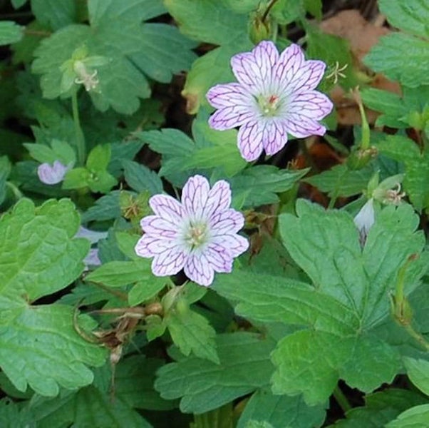 Nahaufnahme von blühendem Storchschnabel im Garten