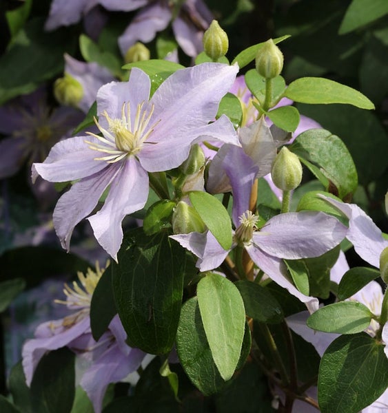 Nahaufnahme einer Clematis Pflanze mit lila Blüten und grünen Blättern.