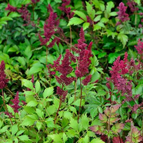 Astilbe im Garten mit gefiederten Blättern und federartigen Blütenständen