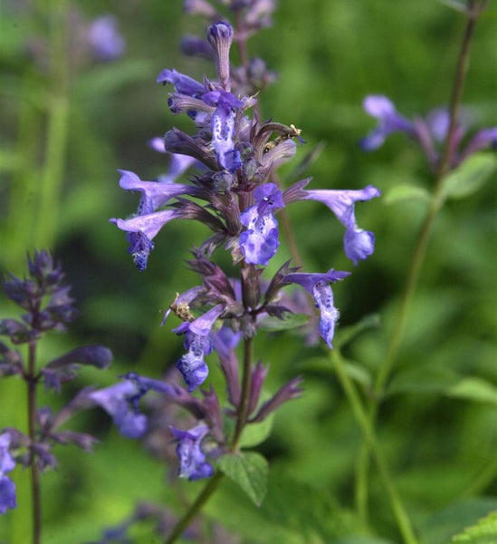Nahaufnahme einer blühenden Katzenminze