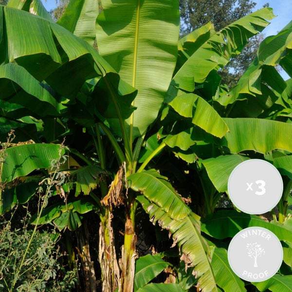 Bloomique - 3er-Set - Musa Basjoo - Bananenpflanze - Gartenbanane - Gartenpflanzen - Winterhart - 20-30 cm Hoch - Topf 10,5 cm