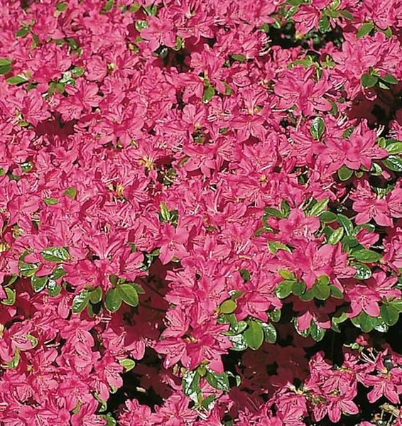 Azaleenstrauch mit pinkfarbenen Blüten