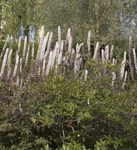 Hoher Federbusch blüht im Garten.