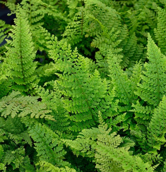 Nahaufnahme von Frauenhaarfarn