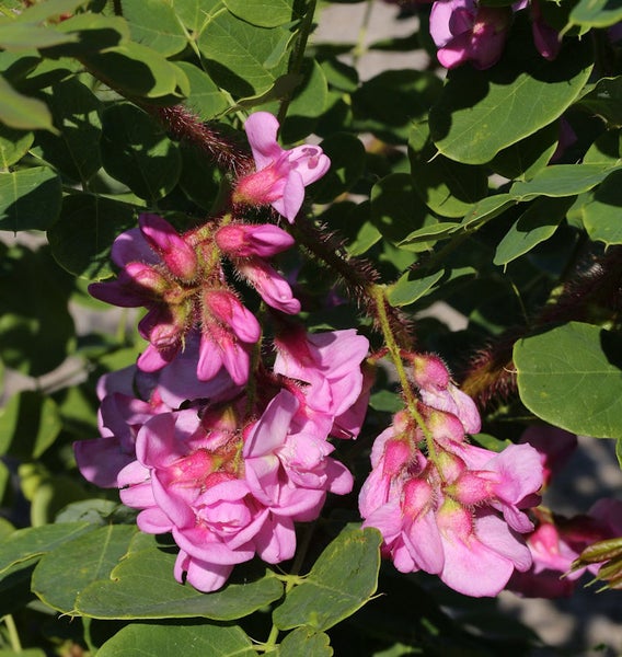 Blüten und Blätter einer Robinie
