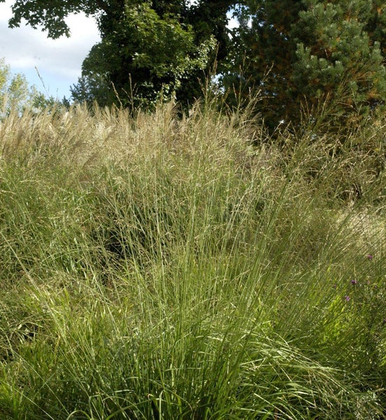 Hohes Ziergras im Garten