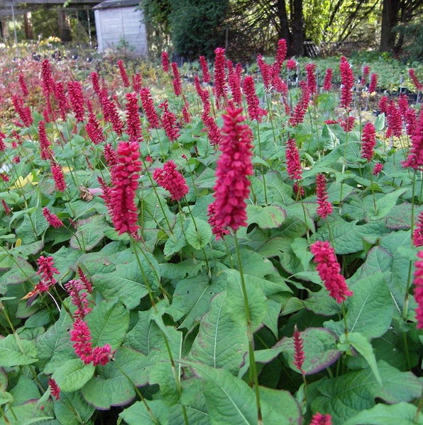 Feld mit Knöterichpflanzen mit aufrechten, dunkelrosa Blütenständen