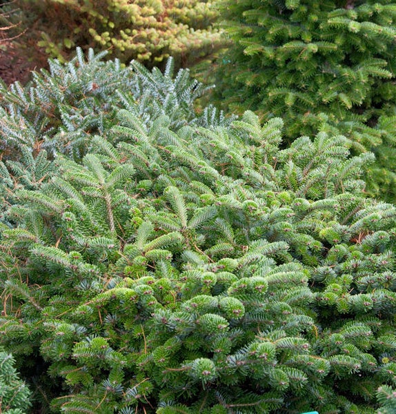 Nahaufnahme einer Koreatanne im Garten.