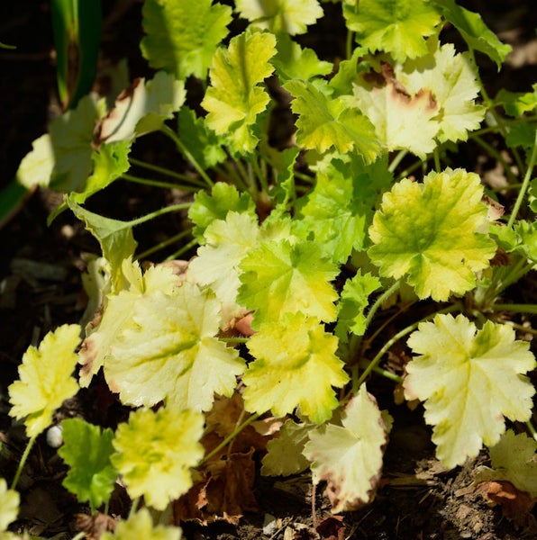 Heuchera Pflanze mit Blättern im Garten