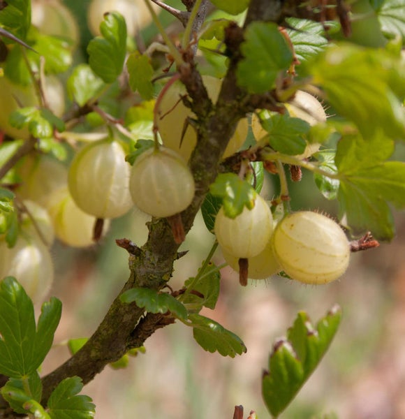 Zweig mit Stachelbeeren und Blättern