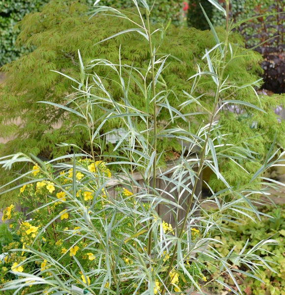 Dekorative Weide mit schmalen Blättern im Garten.