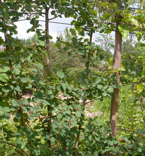 Felsenbirne als Spalierbaum mit grünen Blättern im Garten.