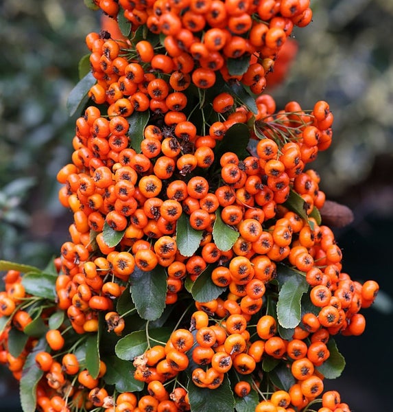 Im Bild sind die orangefarbenen Beeren der Pyracantha zu sehen.
