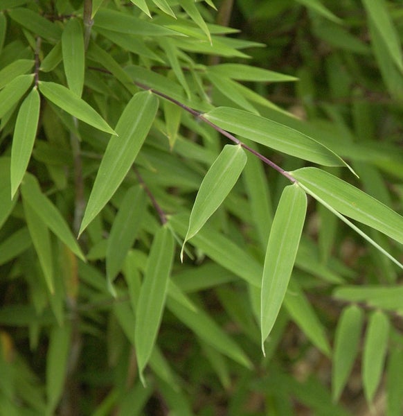Nahaufnahme von Bambusblättern