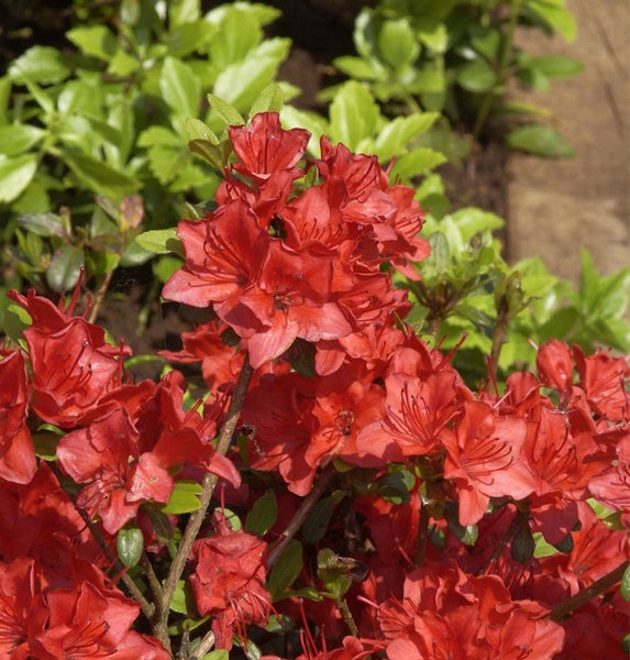 Azalee mit roten Blüten im Garten