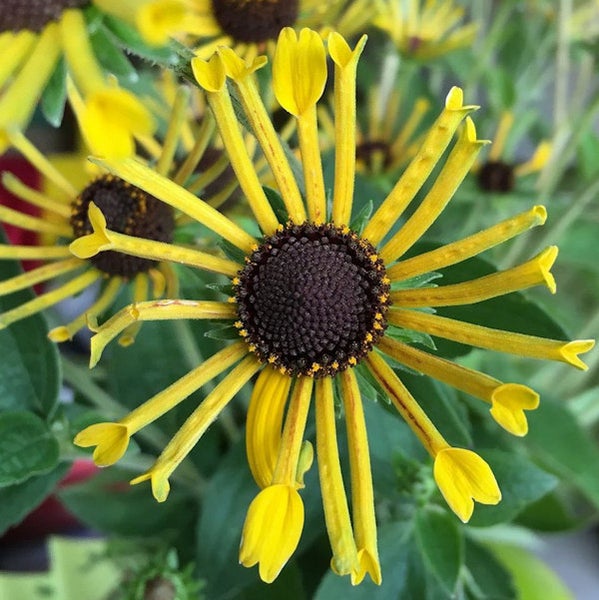 Nahaufnahme einer Rudbeckieblüte mit gelben Blütenblättern und brauner Mitte