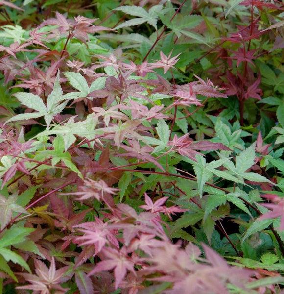 Nahaufnahme von japanischem Ahornlaub mit grünen und roten Blättern