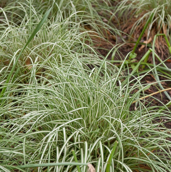 Ziergras mit gestreiften Blättern im Garten