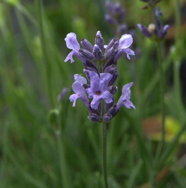 Nahaufnahme einer Lavendelblüte