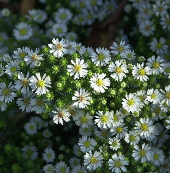 Nahaufnahme von weißen Glattblatt-Asternblüten