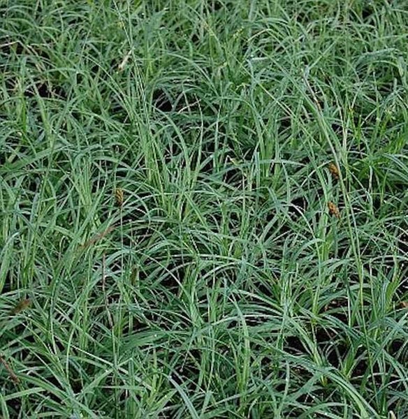 Nahaufnahme von Rasengras