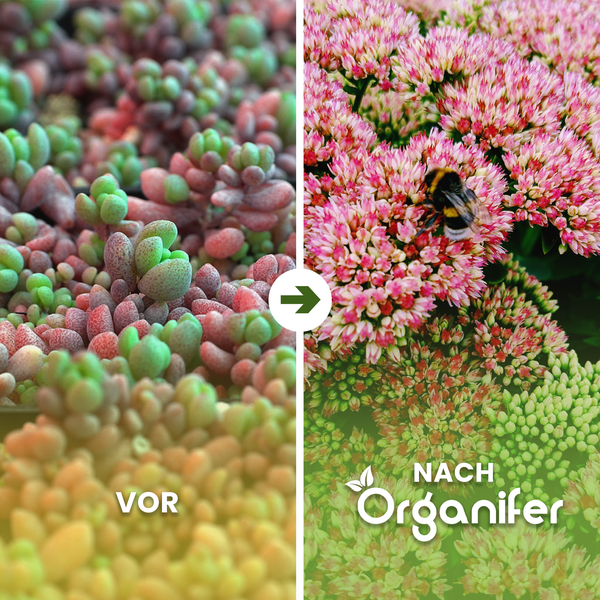 Vorher-Nachher-Ansicht einer Fetthenne, die mit Organifer behandelt wurde