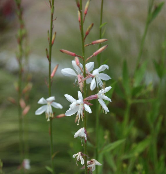 Gaurablume mit weißen Blüten