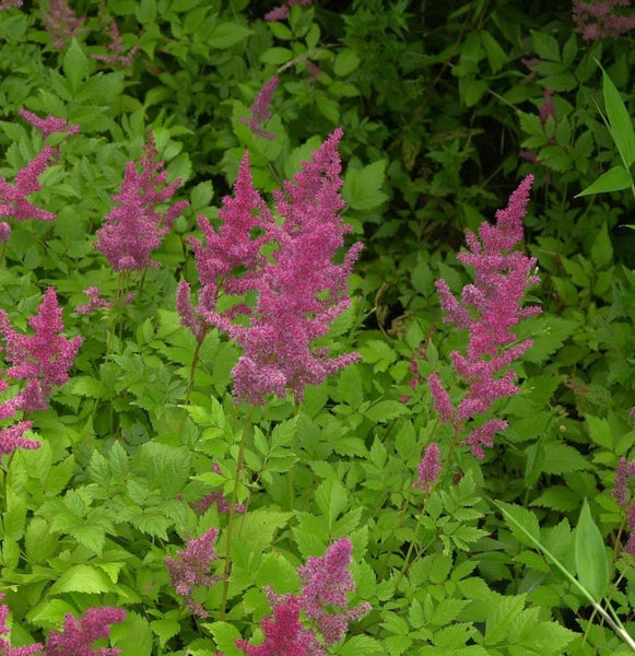 Astilben mit pinkfarbenen Blüten und grünen Blättern