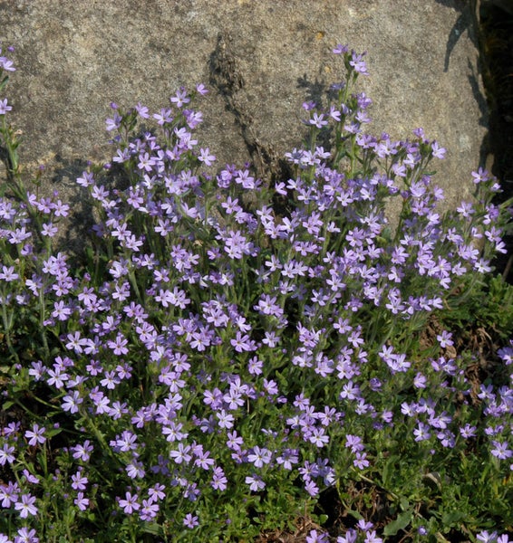Blütenpolster mit violetten Blüten im Gartenbeet