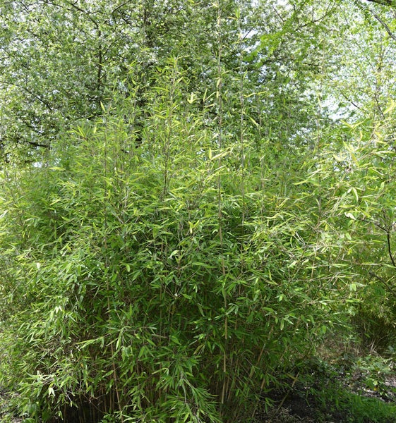 Bambuspflanze im Garten