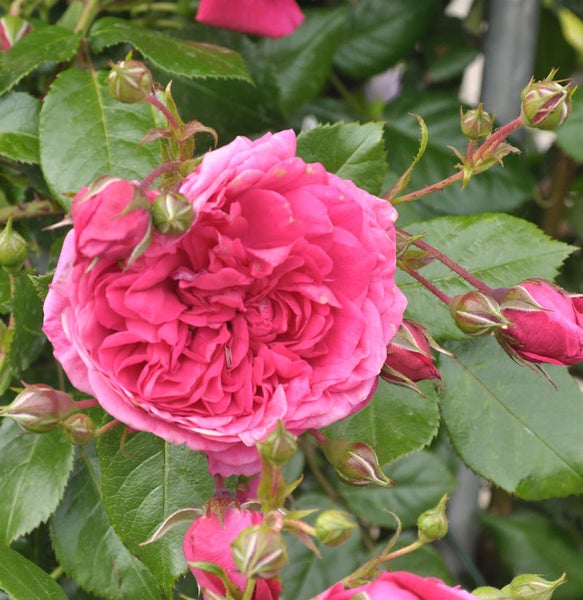 Nahaufnahme einer rosa Rose mit Knospen und grünen Blättern