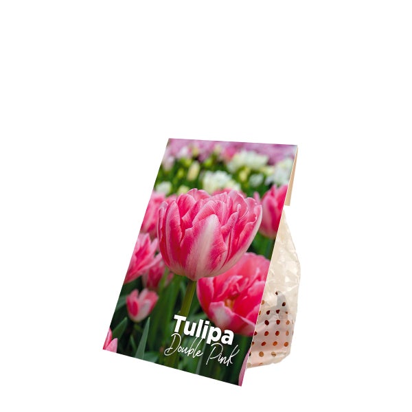 Bloomique - Mischung aus 20 - Tulipa Double Pink - Tulpenzwiebeln - gefüllte Blume - Blumenzwiebeln - Frühlingsblüte - mehrjährige Pflanzen - wird 30-35 cm groß