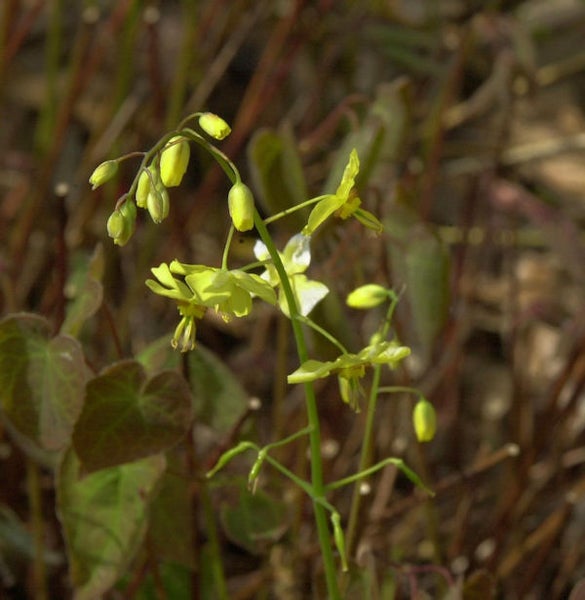 Elfenblume mit gelben Blüten