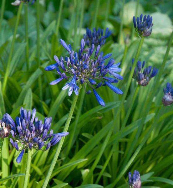 Afrikanische Schmucklilien im Garten