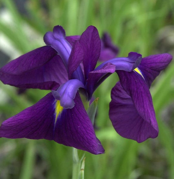 Nahaufnahme einer purpurfarbenen Schwertlilienblüte im Garten.