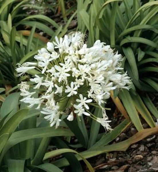 Nahaufnahme einer blühenden Schirmblume mit weißen Blütenblättern und grünen Blättern
