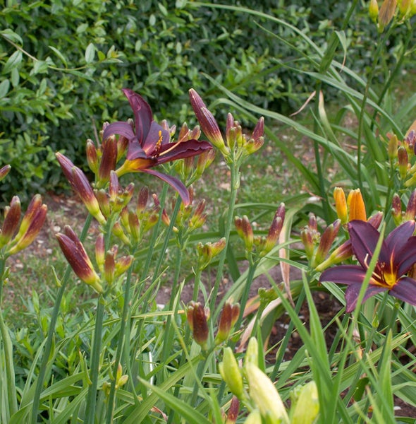 Nahaufnahme von Taglilien im Gartenbeet
