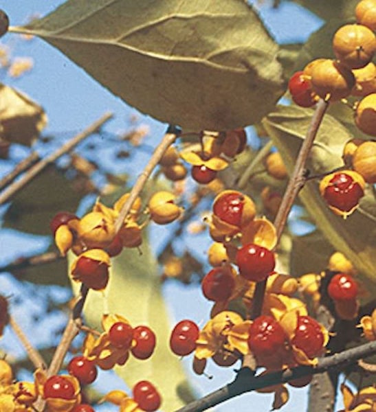 Detailaufnahme eines Spindelstrauchs mit Früchten