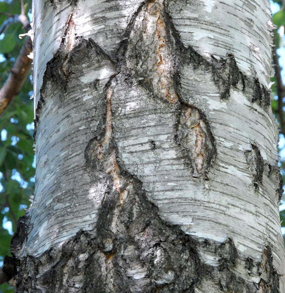 Nahaufnahme von Birkenstamm